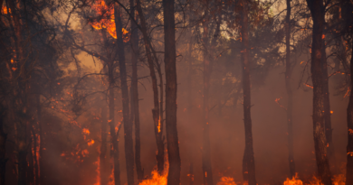 Incendies de forêt à Tizi Ouzou et évacuation immédiate des villageois