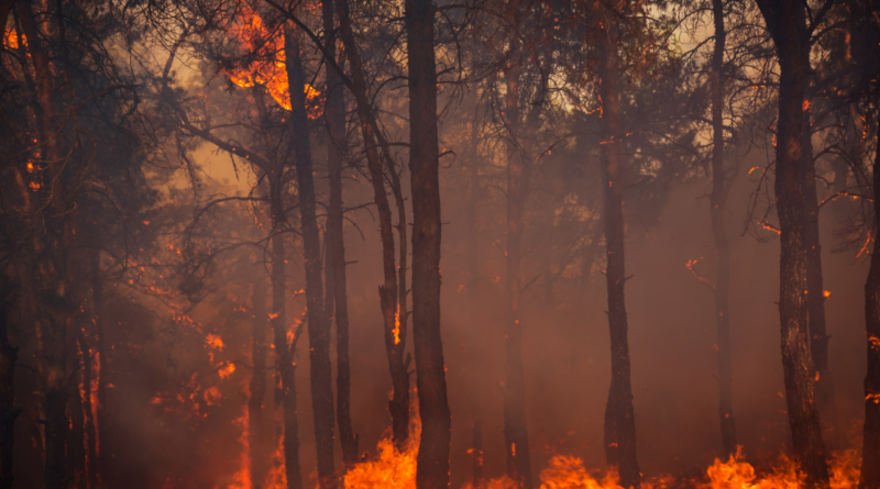 Incendies de forêt à Tizi Ouzou et évacuation immédiate des villageois