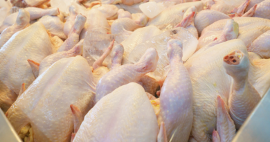 Prix du poulet est fixé à 295 DAKG à partir du 8 août 2024